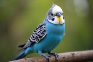 15 Faits sur les perruches ondulées bleues