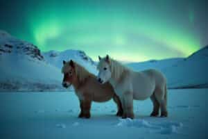 Les petits chevaux islandais